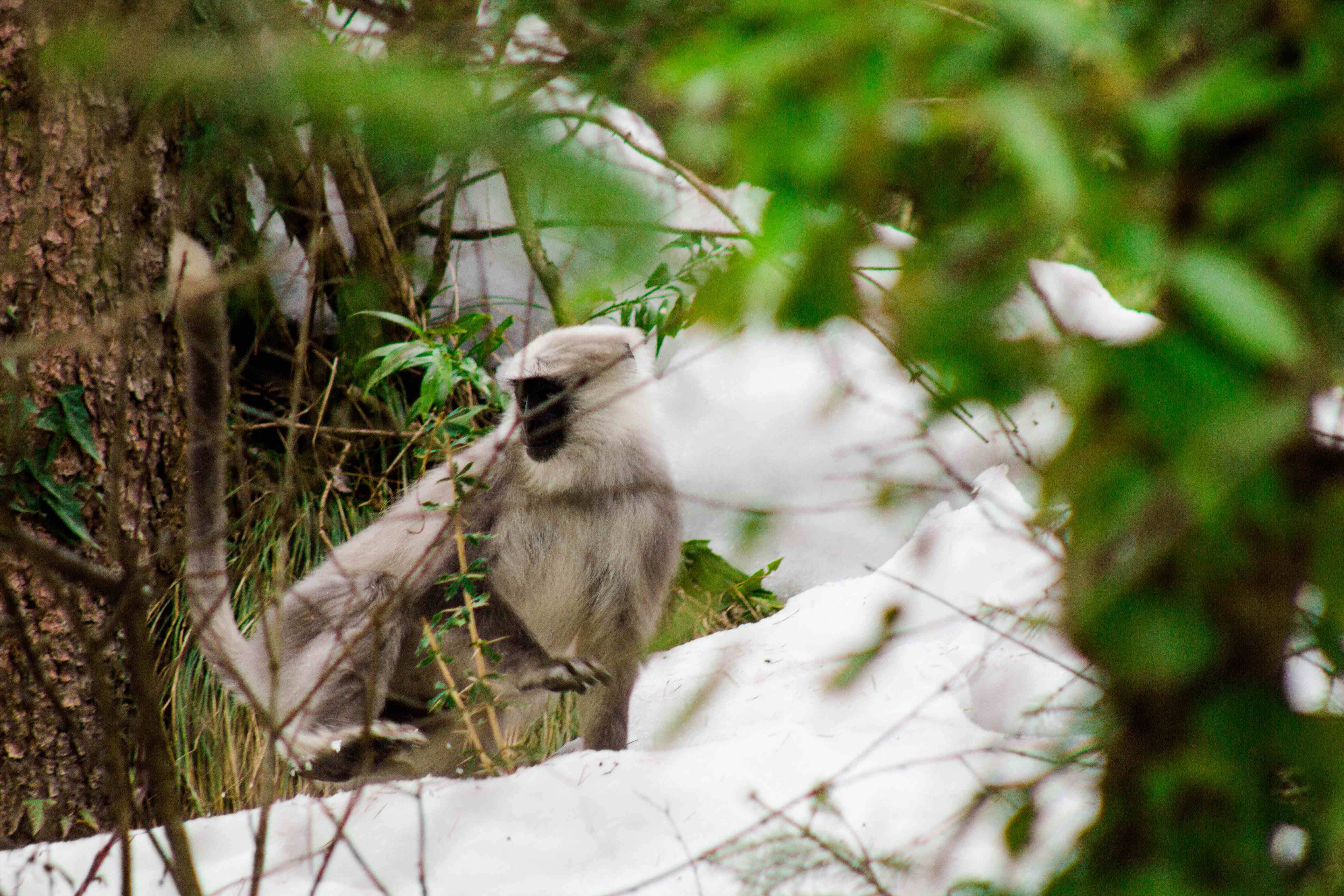 Chamba Langur Himachal Pradesh