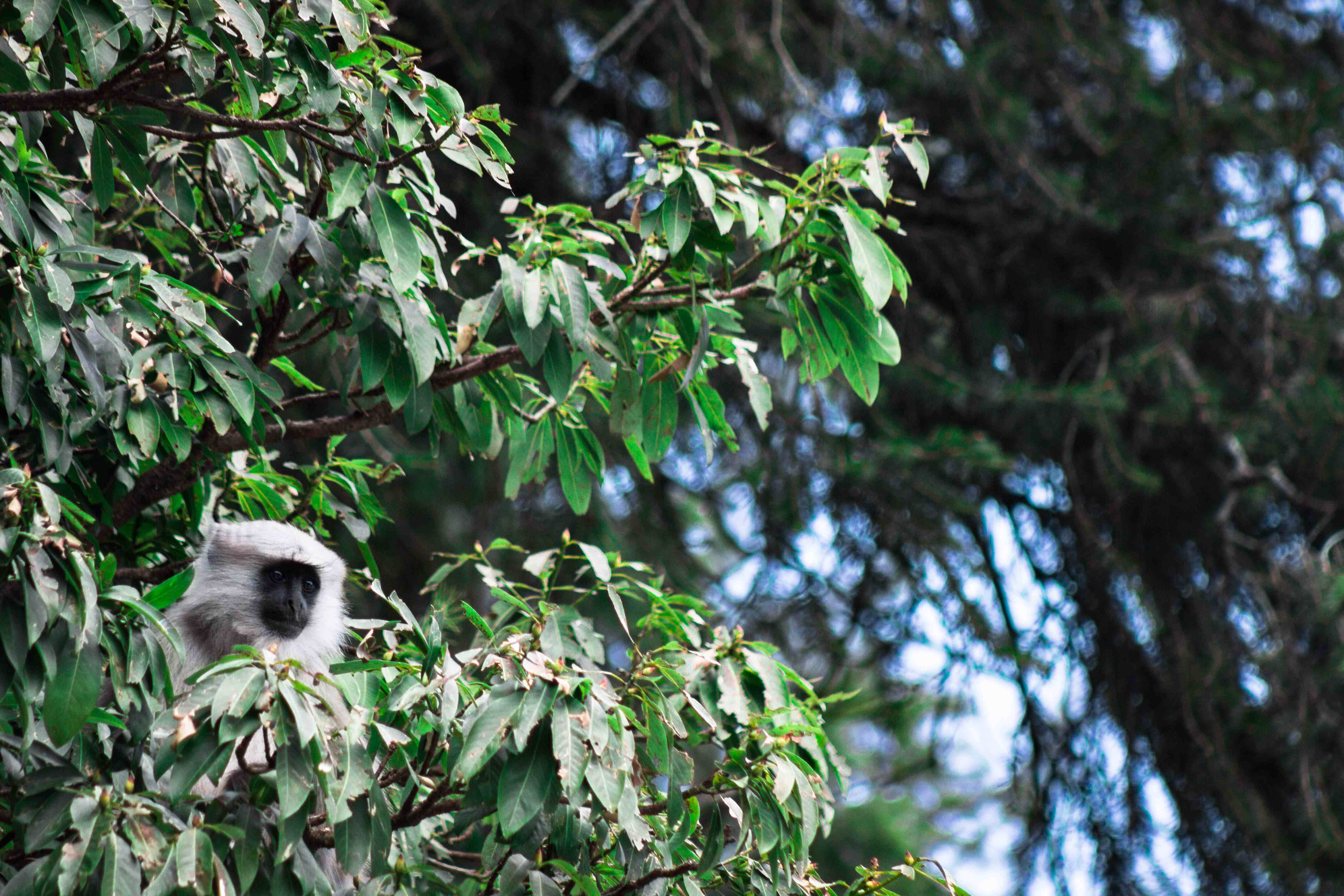 Chamba Langur, Himachal Pradesh